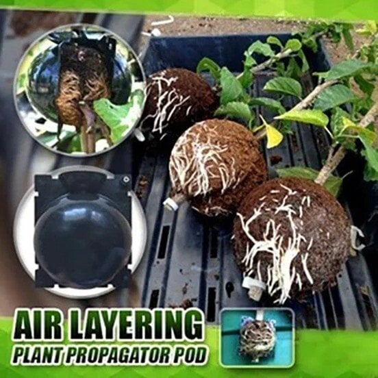 🌱Plant Root Growing Box mysite