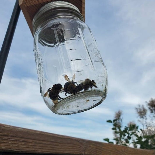 ✨Hot Sale 50% OFF--🔥Best Carpenter Bee Trap