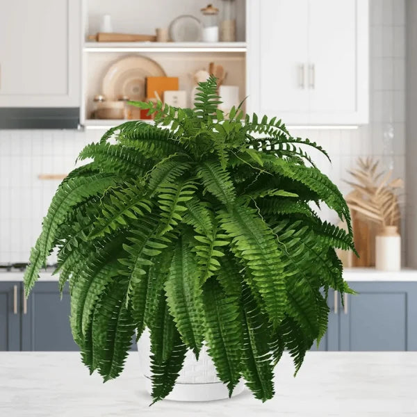 💥This Week's Special Price $19.99🌱UV Resistant Lifelike Artificial Boston Fern mysite