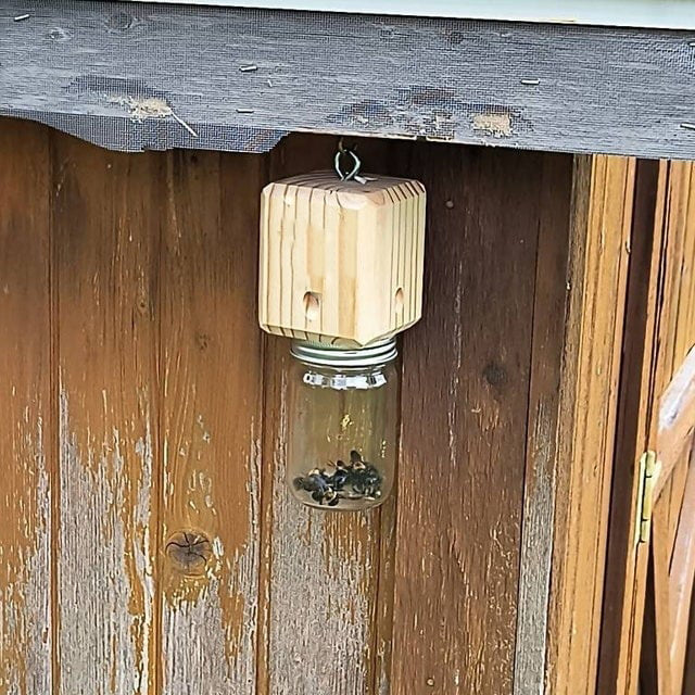 ✨Hot Sale 50% OFF--🔥Best Carpenter Bee Trap