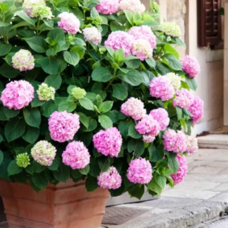 Last Day 70% OFF-Outdoor Artificial Hydrangea Flowers💐 mysite