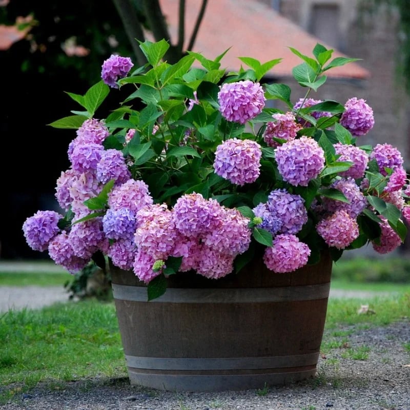 Last Day 70% OFF-Outdoor Artificial Hydrangea Flowers💐 mysite