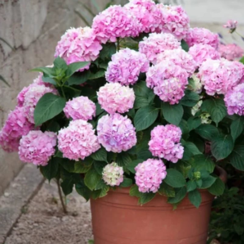 Last Day 70% OFF-Outdoor Artificial Hydrangea Flowers💐 mysite