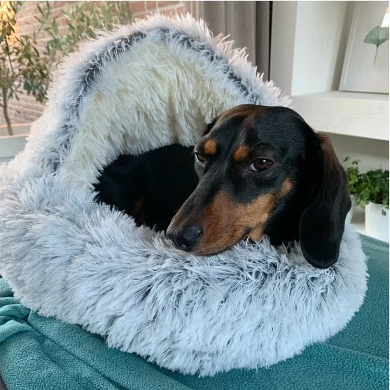 🔥LAST DAY - 49% OFF🔥Plush bed for dogs & cats🐶🐱 mysite