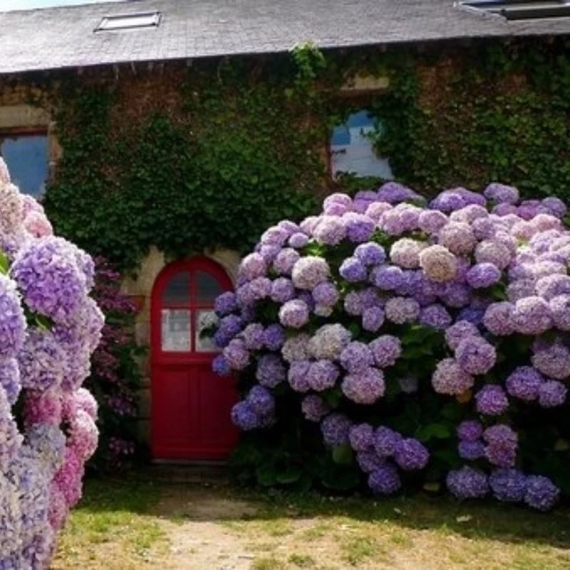 Last Day 70% OFF-Outdoor Artificial Hydrangea Flowers💐 mysite