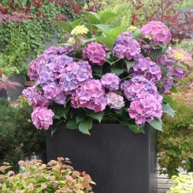 Last Day 70% OFF-Outdoor Artificial Hydrangea Flowers💐 mysite