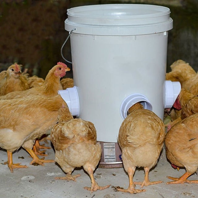 🔥 DIY Chicken Feeder mysite