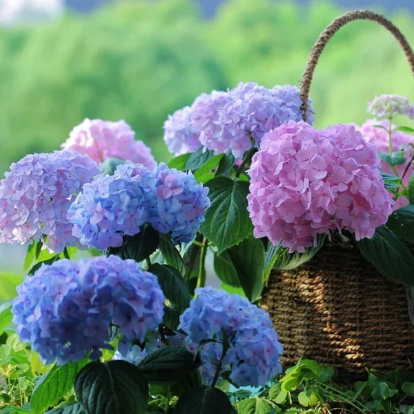 Last Day 70% OFF-Outdoor Artificial Hydrangea Flowers💐 mysite