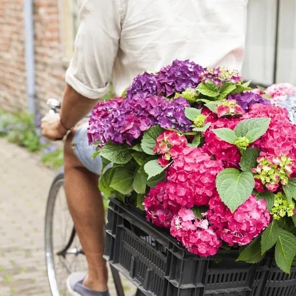 Last Day 70% OFF-Outdoor Artificial Hydrangea Flowers💐 mysite