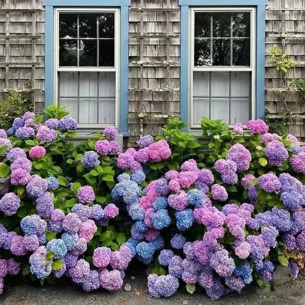 Last Day 70% OFF-Outdoor Artificial Hydrangea Flowers💐 mysite