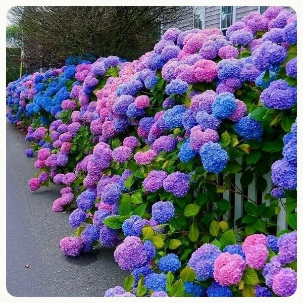 Last Day 70% OFF-Outdoor Artificial Hydrangea Flowers💐 mysite